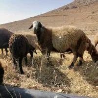 قوچ نژادمهربانی پلنگی