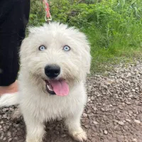 سگ تریر ماده مخصوص آپارتمان