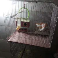 3عددقفس پرند|لوازم جانبی حیوانات|مشکین‌دشت, |دیوار