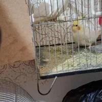 فروش تعدادی عروس هلندی و طوطی ملنگو|پرنده|شوش, |دیوار