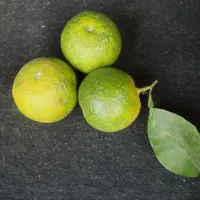 نارنج دستچین ابداار۱۶۰۰۰