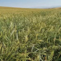 فروش ۱۰هکتار زمین کشاورزی دیم یکجا روستای چپقلو|فروش زمین و ملک کلنگی|دوتپه, |دیوار