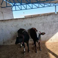 گوساله ماده ونرشیری