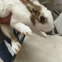 ۶۰۰۰۰۰تومان