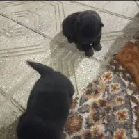 توله چاو چاو|سگ|پردیس, فاز ۶|دیوار