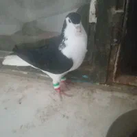 ساده نر پرشی سرحال مرتب