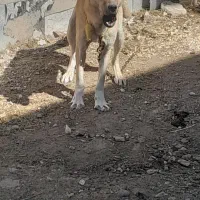 سگ نگهبان|سگ|اهر, |دیوار