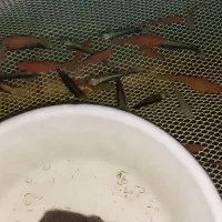 تایگر بارب و...|ماهی|قزوین, |دیوار