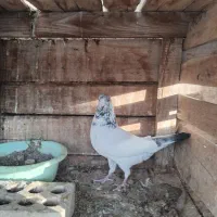 کله سبز|پرنده|یزد, |دیوار