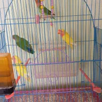 طوطی برزیلی