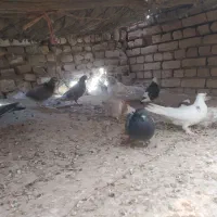 گنجه بر|پرنده|دلیجان, |دیوار
