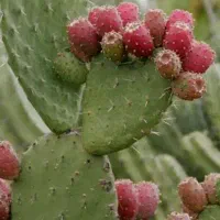 میوه کاکتوس