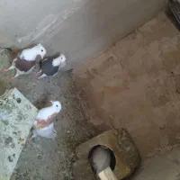 کفتر|پرنده|مشهد, کوی سیدی|دیوار