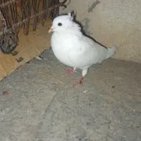 یک عدد سفید کاکل پا صاف نر مست