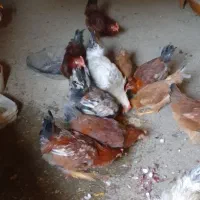 خروس محلی جوان|حیوانات مزرعه|شیروان (لرستان), |دیوار