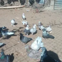 کفتر|پرنده|گلپایگان, |دیوار