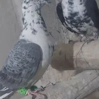 نرو ماده سینه سفید|پرنده|شیراز, کفترک|دیوار