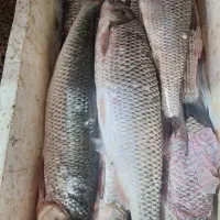 شکار ماهی باقلاب