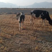 گاو شیری|حیوانات مزرعه|شیروان (لرستان), |دیوار