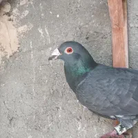 کبوتر|حیوانات|مشهد, مصطفی خمینی|دیوار