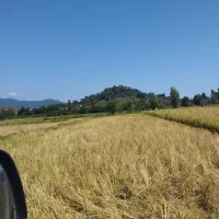 فروش زمین ۱۰۰۰ متری درلیسار تالش