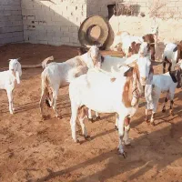 اهواز|حیوانات مزرعه|شادگان, |دیوار