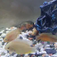 فروش آکواریوم 56سانت مدل شیشه خم با ماهی|ماهی|کرمانشاه, |دیوار