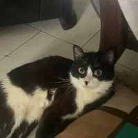 سوسن خانوم ابرو کمون