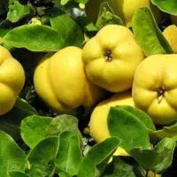 نهالستان پیوندی و اصلاح شده سهند|خدمات باغبانی و درختکاری|گلپایگان, |دیوار