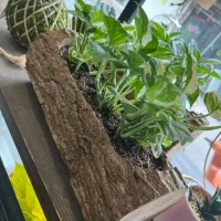 فروشنده دستفروشی