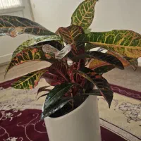 گل و گیاه کروتون|گل و گیاه طبیعی|ایلام, |دیوار