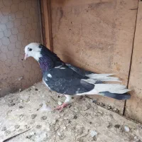 کفتر جفت،شازده،کله دم بور،خال دار،قاره سبز دم سفید