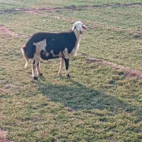 یک عدد قوچ پلنگی