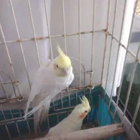 عروس هلندی مولد واقعی