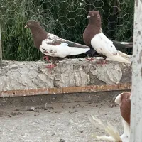 فروش جفت سینه سرخ