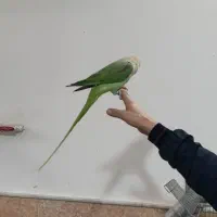 شاه طوطی نر فول دستی|پرنده|قنوات, |دیوار