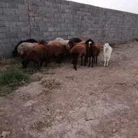 کاور بره فروشی