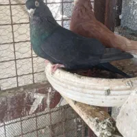 چندجفت کفترزاغ کلافه وزاغ صرب درجه یک|پرنده|جیرفت, |دیوار