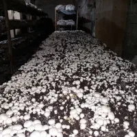 جذب نیروی خانم در کارگاه تولید قارچ