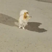 سگ خونگی