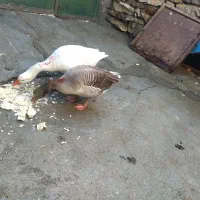 تخم نصل دار غاز