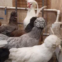 تخم مرغ سلطان نطفه دار (خروس مرغ گیر جوان)|حیوانات مزرعه|قم, کاسه گران|دیوار