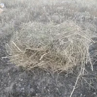 علف دیمی