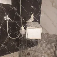 عروس هلندی|پرنده|اردکان, |دیوار