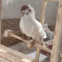 کبوتر کاکلی