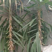 فروش انواع گل و قلمه با نازلترین قیمت|گل و گیاه طبیعی|مینودشت, |دیوار