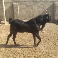 نربز|حیوانات مزرعه|زابل, |دیوار