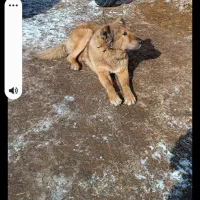 سگ گله|سگ|سراب, |دیوار