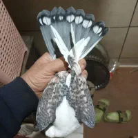 جوجه40روزه احتمالا ماده،پدرساتن مادرطاووسی عروسک