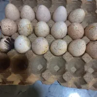 تخم بوقلمون نطبه داربورنز